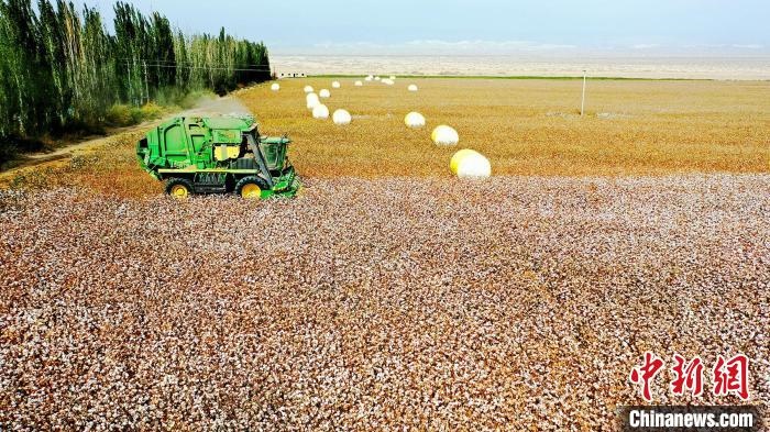 近年來，當(dāng)?shù)孛藁ǚN植戶的生產(chǎn)生活發(fā)生了翻天覆地的變化。　董霜 攝