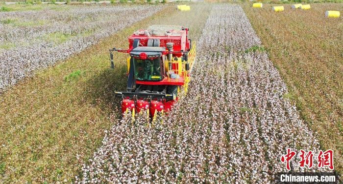 采棉機(jī)正在采收棉花，猶如在五線譜上跳動(dòng)的音符，正在演奏豐收的樂章?！∷谓?攝