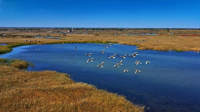 △黃河三角洲擁有天然蘆葦270平方公里，是東北亞內(nèi)陸和環(huán)西太平洋鳥類遷徙重要的“中轉(zhuǎn)站”、越冬地和繁殖地。(總臺央視記者李煒、程鋮拍攝)