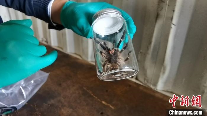 張家港海關(guān)工作人員截獲捕鳥蛛?！⊥踅〕?攝