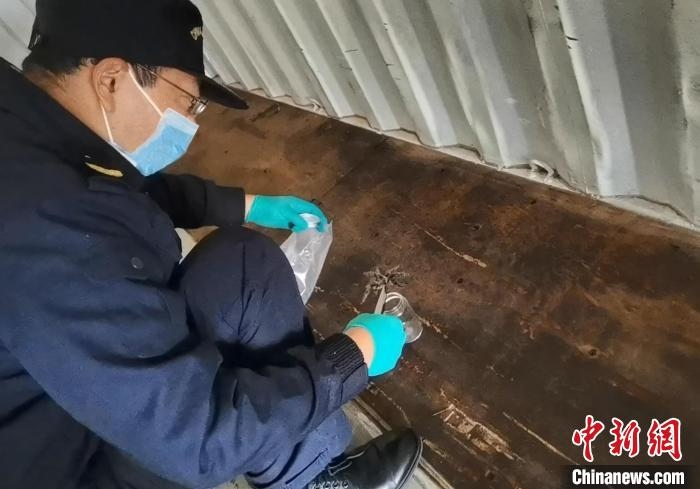 張家港海關(guān)工作人員截獲捕鳥蛛。　王健超 攝