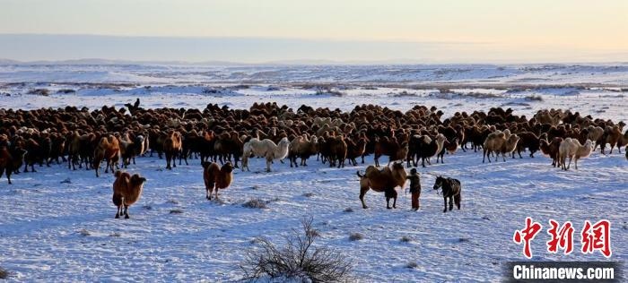 進(jìn)入冬季，駱駝在戈壁灘上散養(yǎng)?！」o琨 攝
