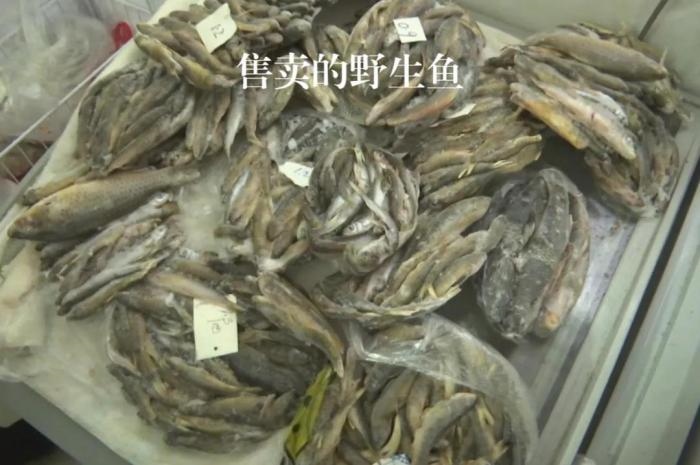 2021年12月6日，督察組現(xiàn)場隨機(jī)抽查發(fā)現(xiàn)，保護(hù)區(qū)附近餐館仍然存在非法經(jīng)營野生河魚的問題