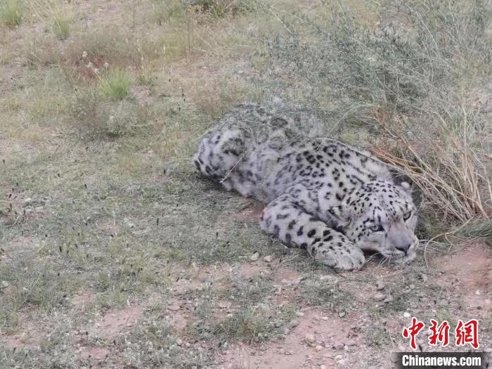 圖為在四子王旗發(fā)現(xiàn)的雪豹(資料圖)?！∷淖油跗炀焦﹫D