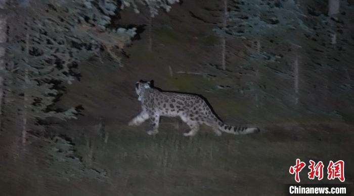 圖為被放歸自然的雪豹(資料圖)?！?nèi)蒙古林草局供圖。