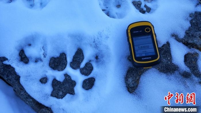 圖為疑似放歸雪豹的足跡(資料圖)?！?nèi)蒙古賀蘭山國家級自然保護(hù)區(qū)供圖