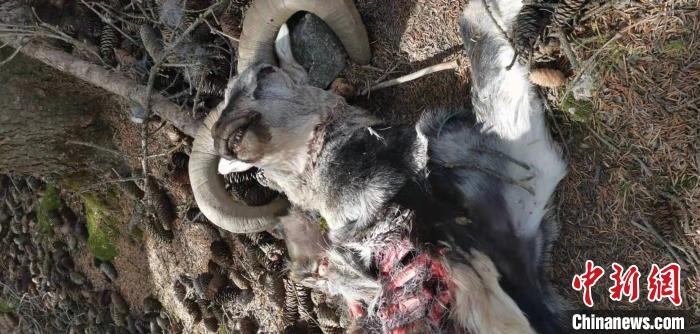 圖為疑似雪豹捕食巖羊的殘骸(資料圖)?！?nèi)蒙古賀蘭山國家級自然保護(hù)區(qū)供圖