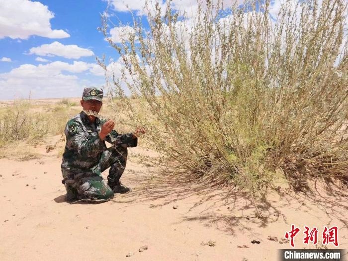 圖為謝寶民查看梭梭長勢?！∈茉L者供圖