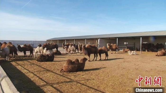 圖為額濟納旗駝奶產(chǎn)業(yè)基地。　王長梅 攝