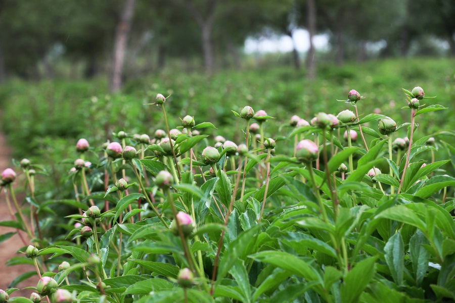 1684938287116203.jpg 7O5A3165.jpg