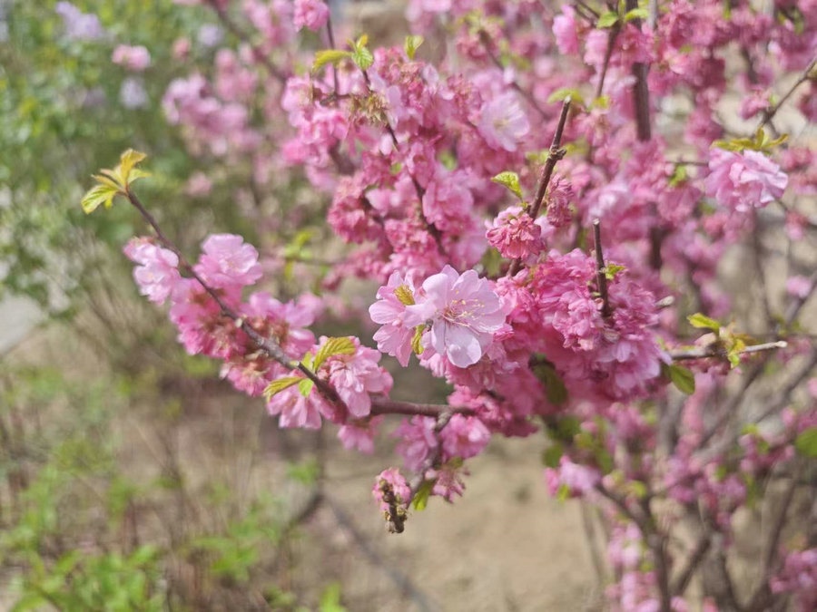 1713515334576410.jpg _O6I0394.JPG