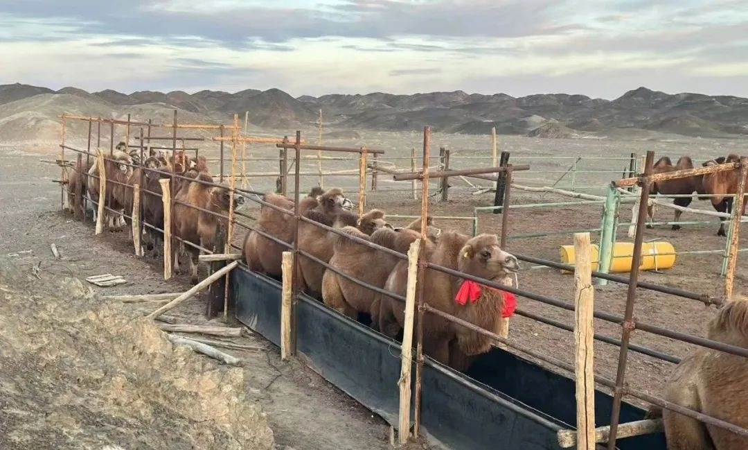 1732793658364479.jpeg 640-4.jpeg