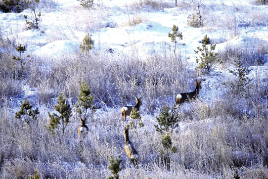 1734493937145576.jpg 2歡樂(lè)1.jpg