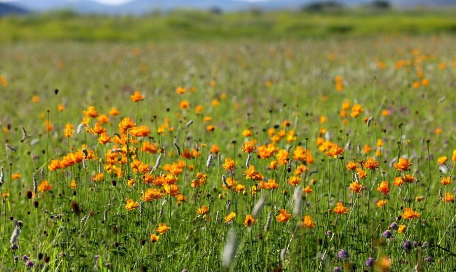 1763362574336895.jpg 張楊金蓮川9.jpg