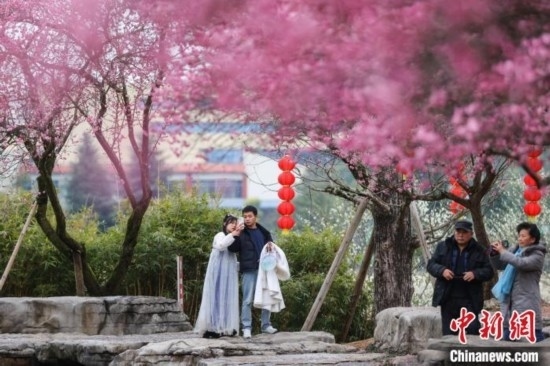 2月23日，市民在乾藝梅園景區(qū)觀賞綻放的梅花。瞿宏倫 攝