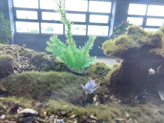 圖為寶鋼湛江鋼鐵水控中心，觀賞海魚在鋼渣漁礁里游動