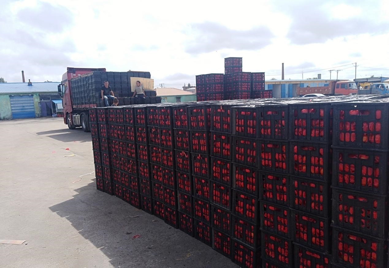 　　外銷的蔬菜在市場等待拉運(yùn)。受訪者供圖