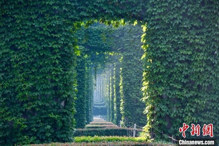 成都二環(huán)高架橋墩被植被爬滿，形成“綠野仙蹤”景觀?！埨?攝