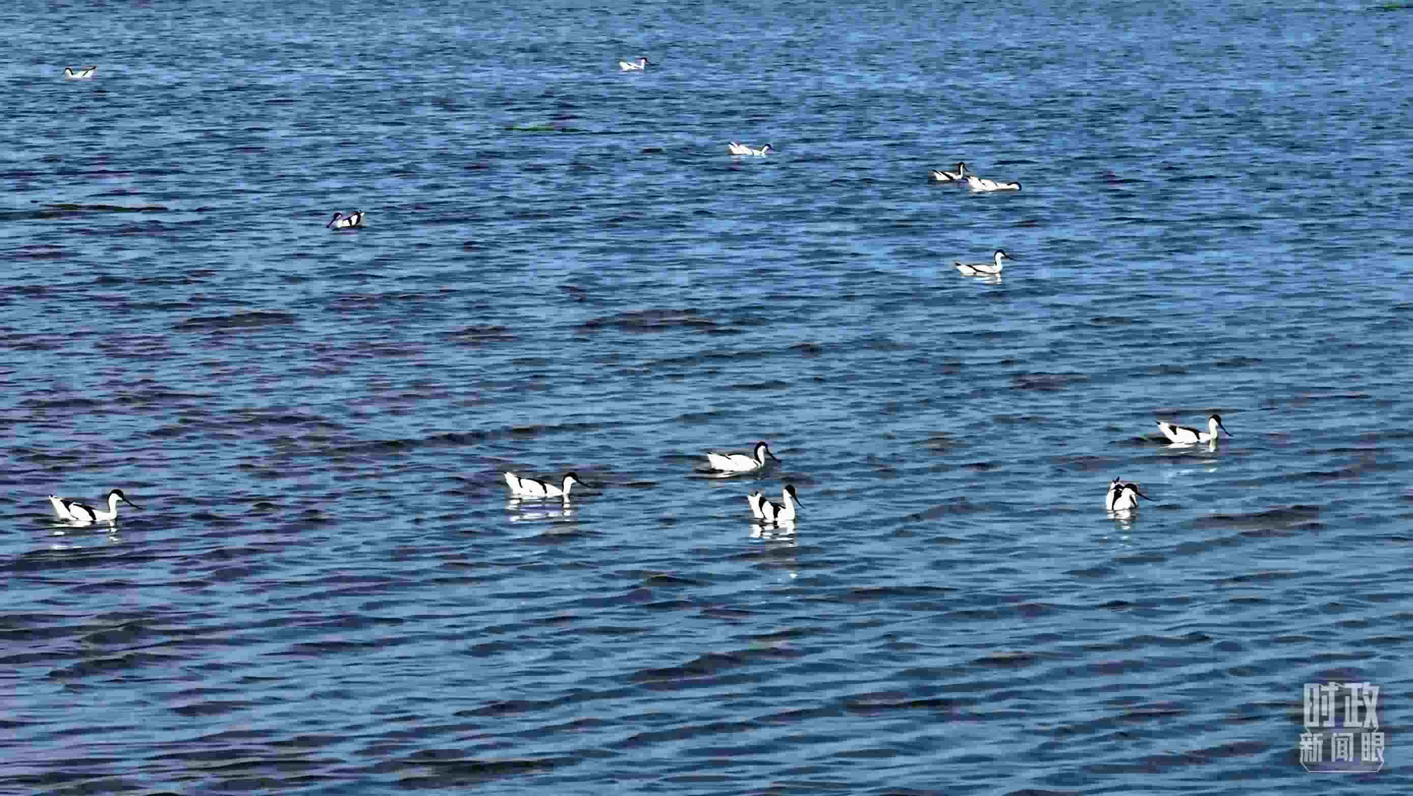 △鹽湖棲息的鳥類。（總臺記者裴大偉、康曉宇拍攝）