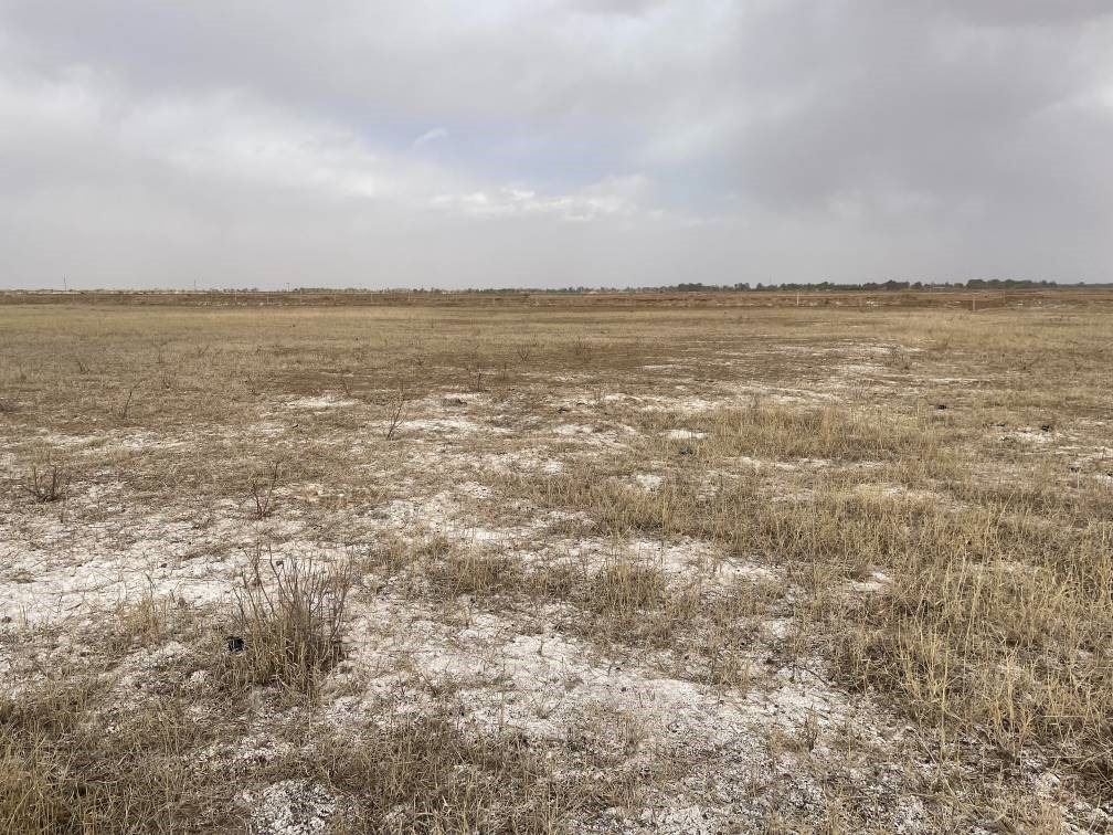 撂荒后的部分地塊已現(xiàn)鹽堿。 人民網(wǎng)記者 楊喬攝