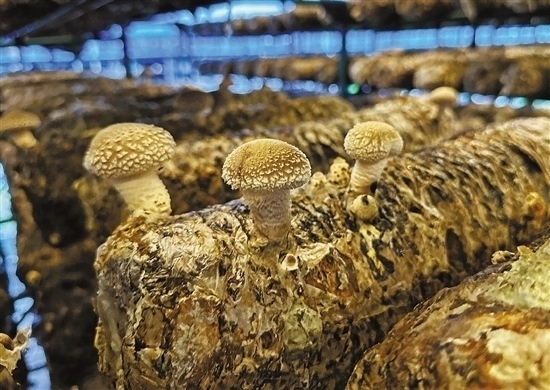 龍游數(shù)智大棚種植的花菇。 記者 祝梅 攝