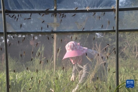 6月21日，山東省樂陵市西段鄉(xiāng)岔河村東亞飛蝗養(yǎng)殖基地的螞蚱養(yǎng)殖戶在割草。新華社記者 范長國 攝