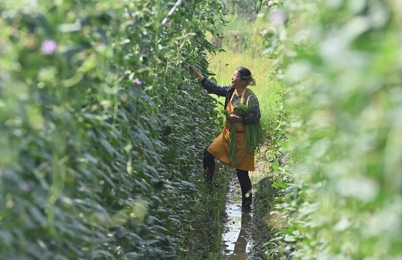 2023年6月15日，在廣西柳州市鹿寨縣中渡鎮(zhèn)石墨村，村民在高標(biāo)準(zhǔn)農(nóng)田里采收豆角。