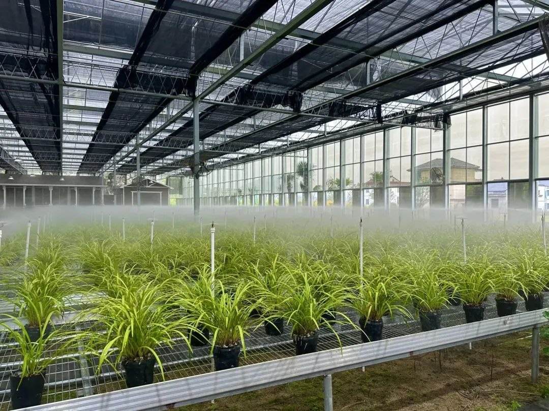 浙江省紹興市柯橋區(qū)漓渚鎮(zhèn)棠棣村的蘭花種植基地。靜玄 攝