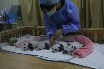 成都大熊貓繁育研究基地成立于1987年，先后攻克了大熊貓人工飼養(yǎng)與管理、繁殖與育幼、疾病防控與種群遺傳管理等關(guān)鍵技術(shù)難題，建成全球最大的大熊貓人工繁育遷地保護(hù)種群，數(shù)量達(dá)230余只。（圖片來源：成都大熊貓繁育研究基地網(wǎng)站）