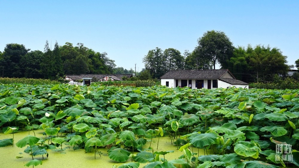 四川眉山，永豐村荷塘。2022年6月，習(xí)近平曾到此調(diào)研鄉(xiāng)村振興情況。（總臺(tái)央廣記者潘毅拍攝）