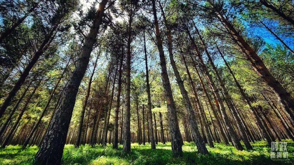 河北塞罕壩。（總臺(tái)央視記者謝曉光拍攝）