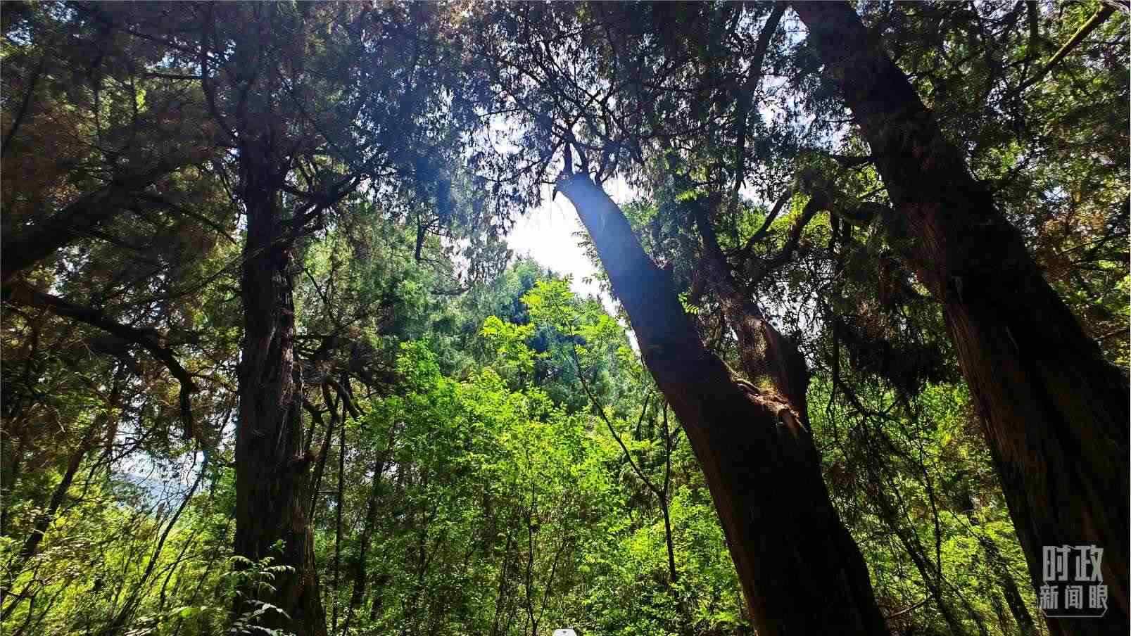 △翠云廊內(nèi)，古柏郁郁蔥蔥。（總臺央視記者程鋮拍攝）