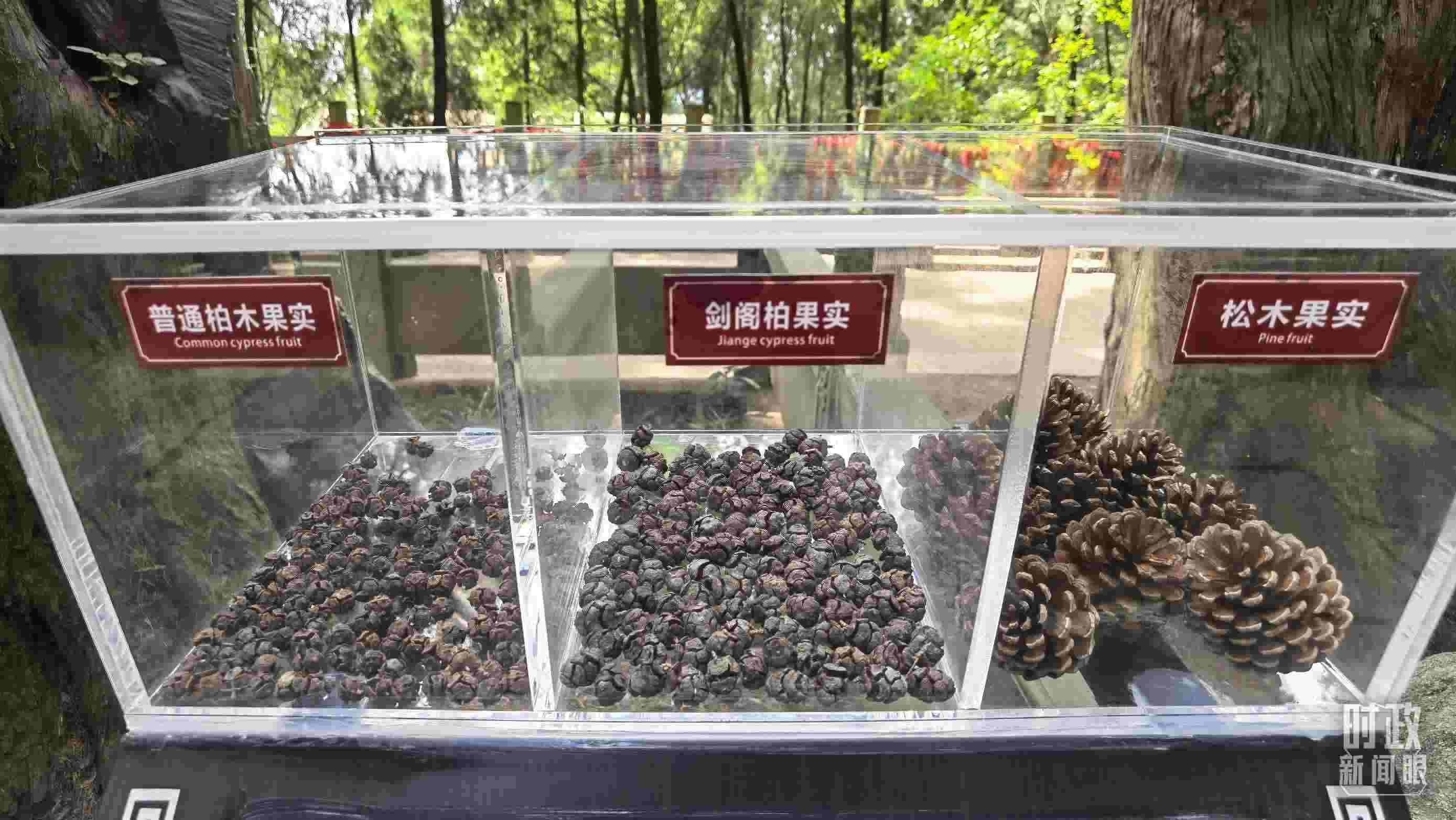 △翠云廊古蜀道，現(xiàn)場陳列的柏木和松木果實(shí)。（總臺央視記者石丞拍攝）