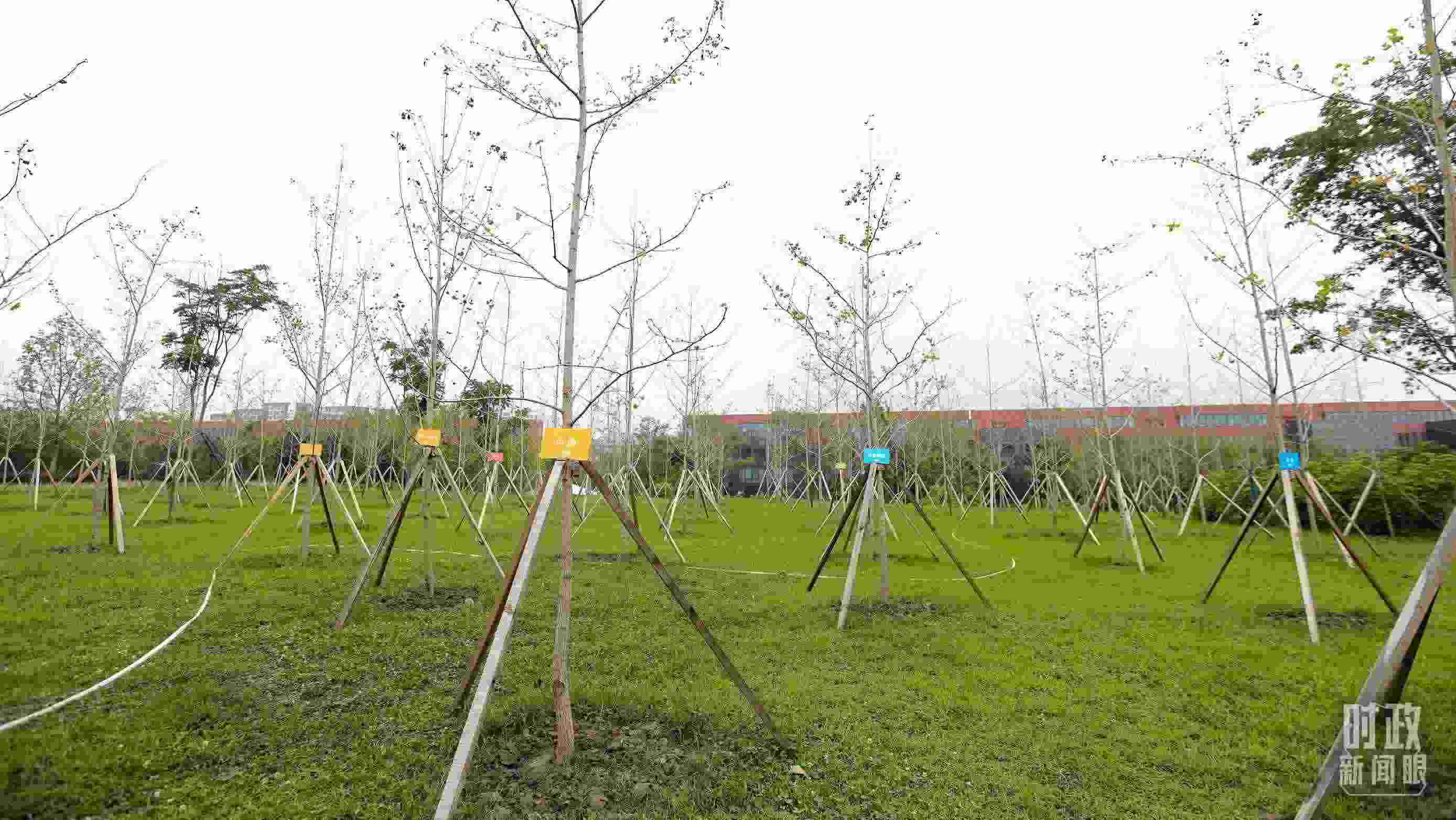 成都大運(yùn)村內(nèi)專門種植了友誼林，各國代表團(tuán)都可認(rèn)領(lǐng)。