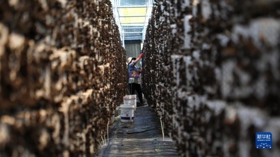 7月29日，在卓尼縣納浪鎮(zhèn)納浪村黑木耳種植基地，農(nóng)戶(hù)在采摘黑木耳。