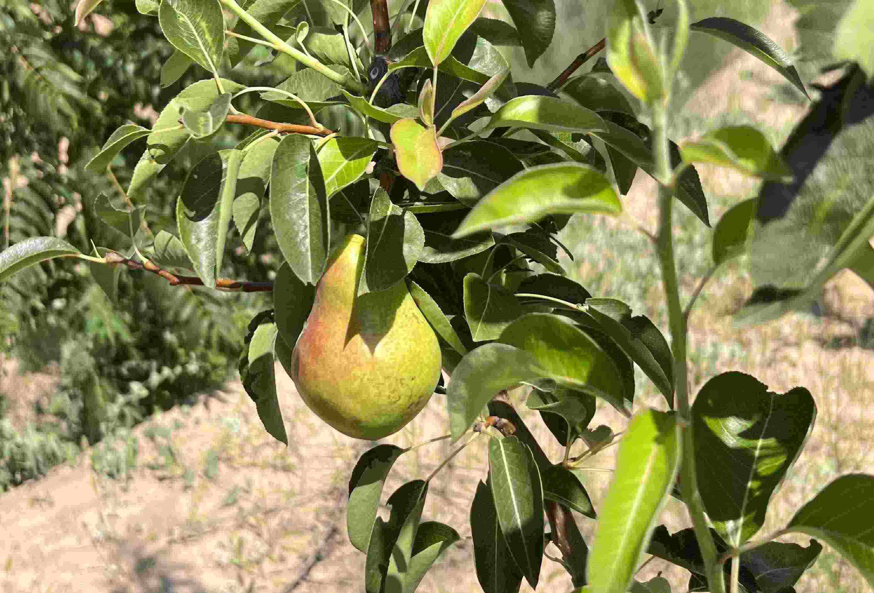 青梨基地果樹(shù)上的幼果。人民網(wǎng)記者 王連香攝