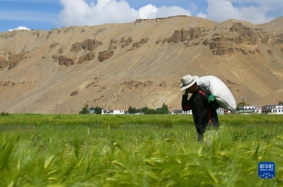 8月12日，西藏阿里地區(qū)普蘭縣赤德村村民在青稞田里勞作。