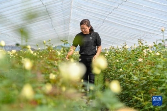 8月17日，吉林省德惠市朱城子鎮(zhèn)沿河村程雪家庭農(nóng)場(chǎng)的負(fù)責(zé)人楊雪在查看玫瑰花長(zhǎng)勢(shì)。新華社記者 張楠 攝