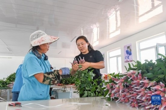 8月17日，吉林省德惠市朱城子鎮(zhèn)沿河村程雪家庭農(nóng)場(chǎng)的負(fù)責(zé)人楊雪（右）指導(dǎo)農(nóng)民修剪玫瑰花。新華社記者 張楠 攝