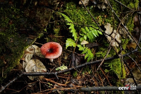 (長(zhǎng)白山天然礦泉水保護(hù)區(qū) 央視網(wǎng)記者 隋佳桐 攝)