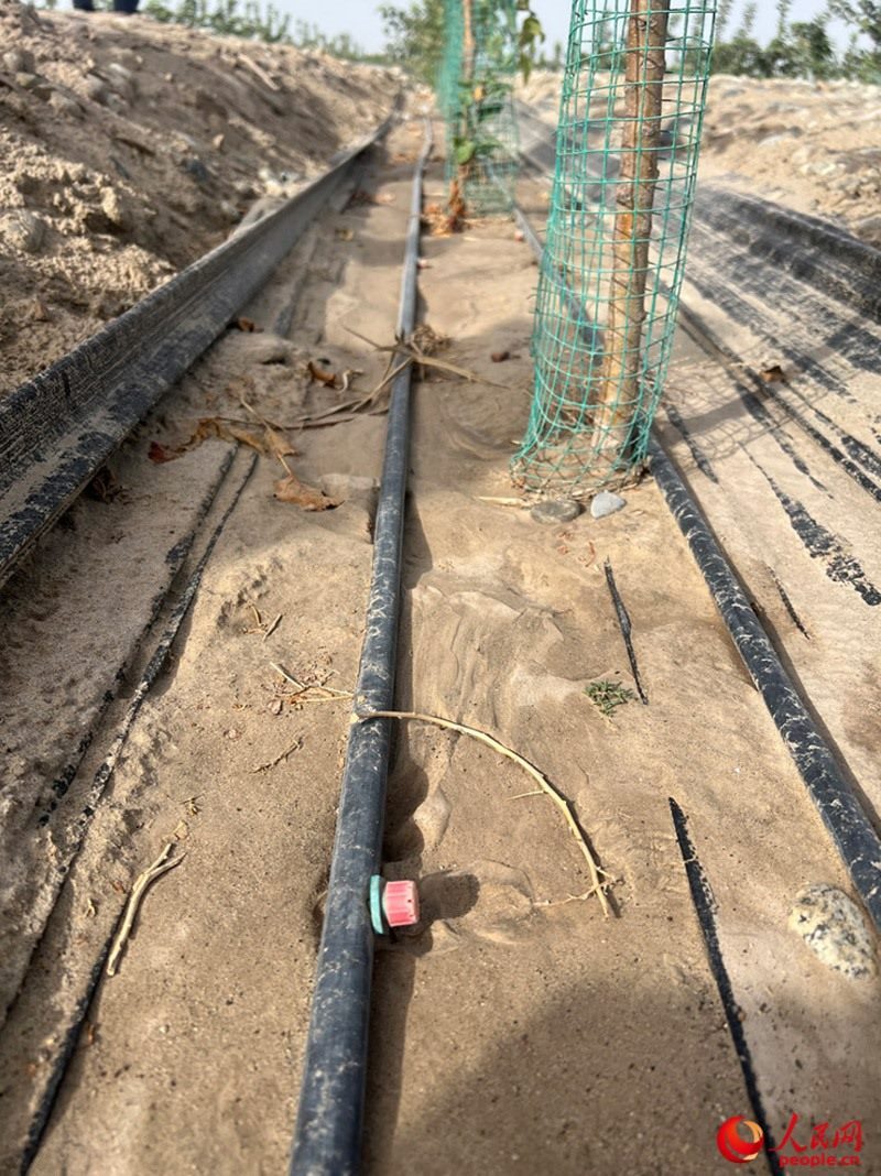 水肥一體化滴灌技術(shù)，可極大節(jié)約用水量。人民網(wǎng)記者 常雪梅攝