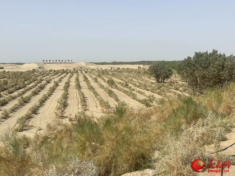 麥蓋提縣百萬畝防風(fēng)固沙生態(tài)林建設(shè)工程。人民網(wǎng)記者 常雪梅攝