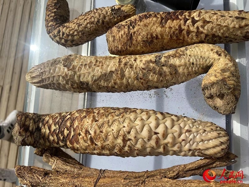 林下經(jīng)濟(jì)作物肉蓯蓉。人民網(wǎng)記者 常雪梅攝