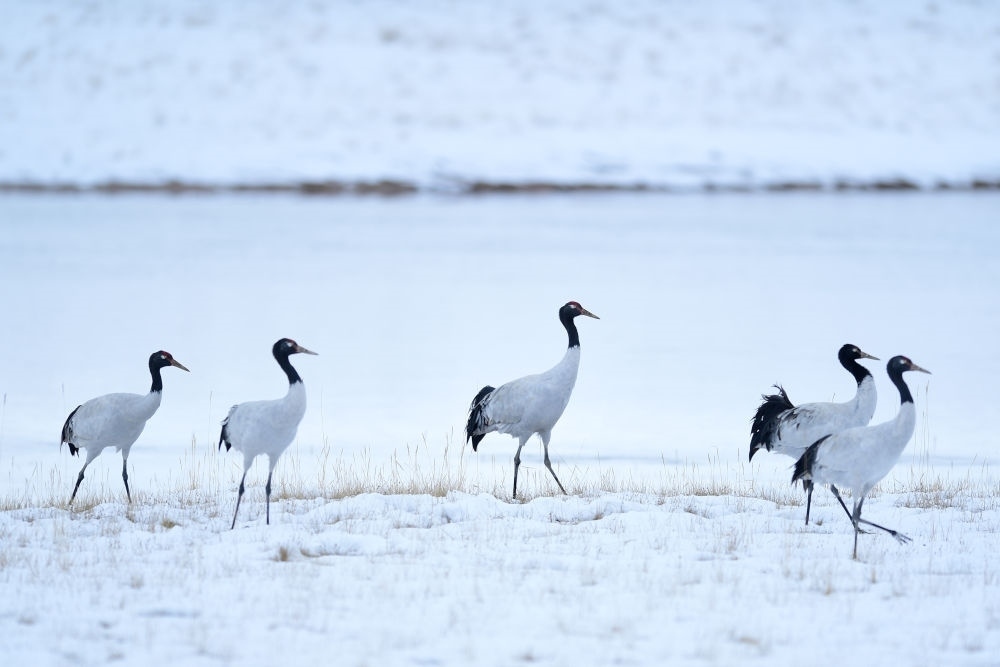 2021年10月21日在三江源國家公園黃河源園區(qū)內(nèi)拍攝的黑頸鶴。新華社記者 張龍 攝