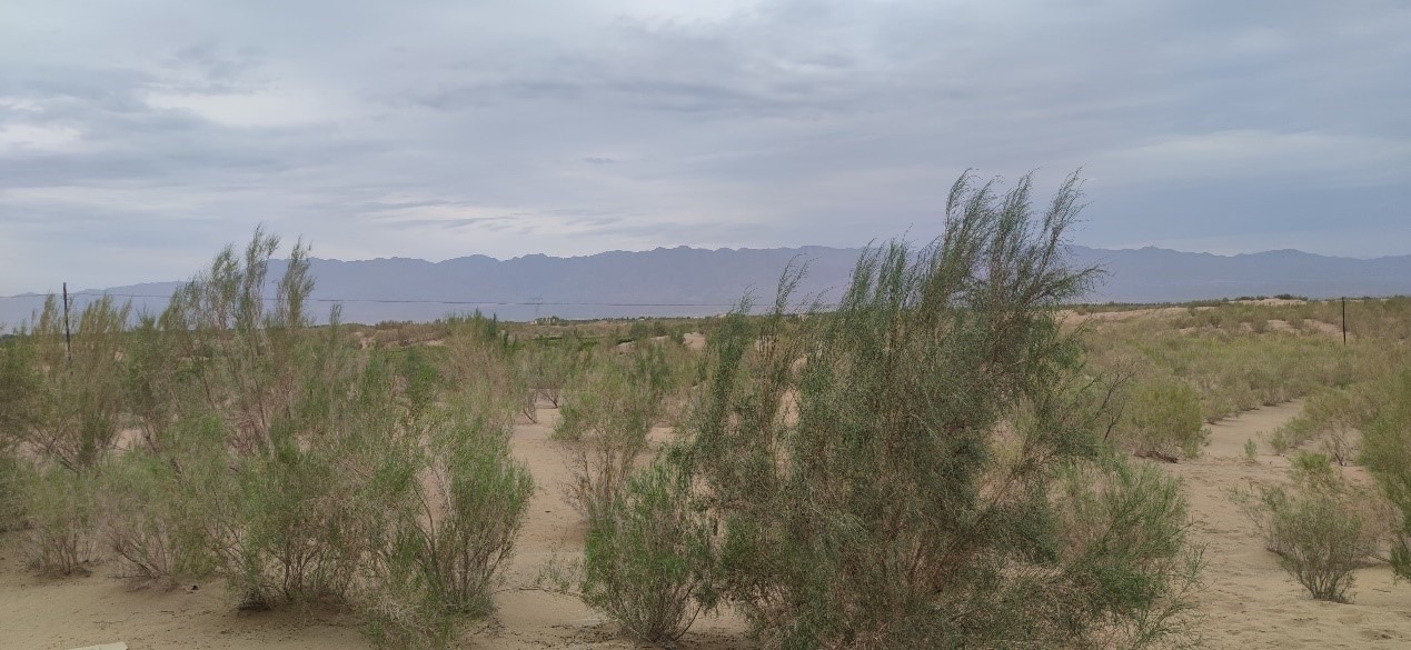 曾經(jīng)的荒漠現(xiàn)已被大面積梭梭林覆蓋。張璐璐 攝