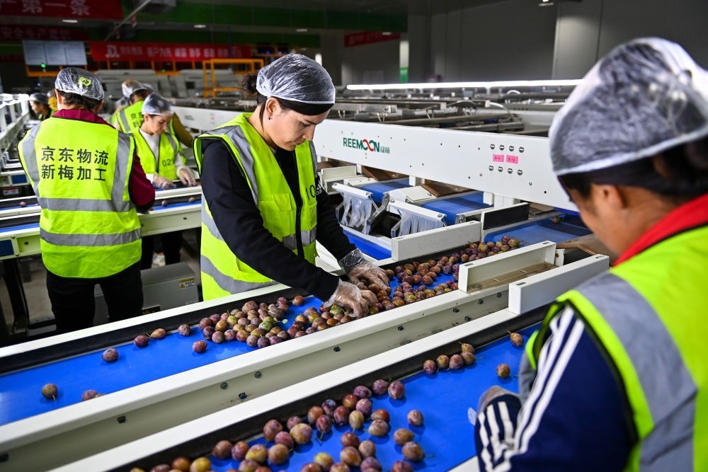 在新疆伽師縣粵伽新梅產(chǎn)業(yè)園內(nèi)的京東物流新疆智能供應(yīng)鏈中心，員工在智能分揀線檢查分選好的新梅（2023年8月30日攝）。新華社記者 丁磊 攝