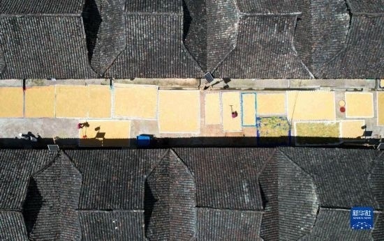 9月16日，在貴州省黔東南苗族侗族自治州從江縣加勉鄉(xiāng)污扣村，村民在晾曬稻谷（無人機(jī)照片）。