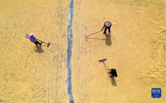 9月16日，湖南省郴州市桂陽縣流峰鎮(zhèn)農(nóng)民在晾曬稻谷（無人機(jī)照片）。