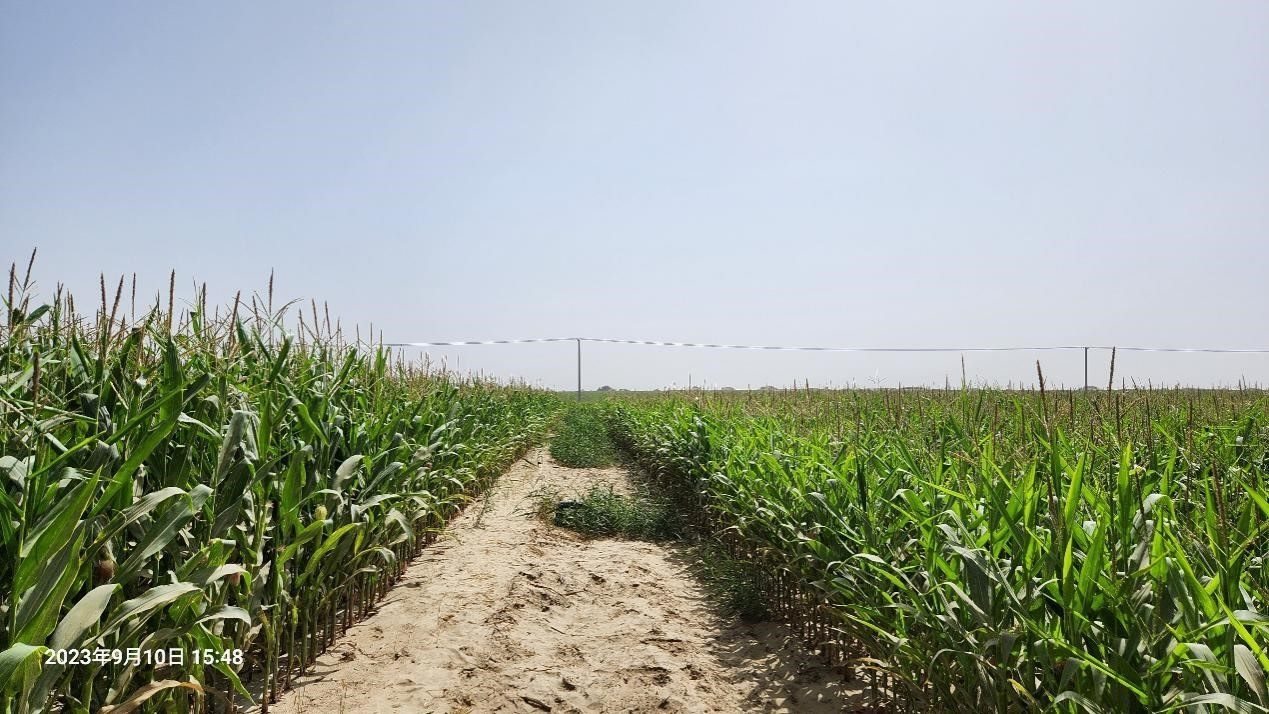 玉米改良40天后對比（左邊為改良組，右邊為對照組）。胡樹文團(tuán)隊(duì)供圖