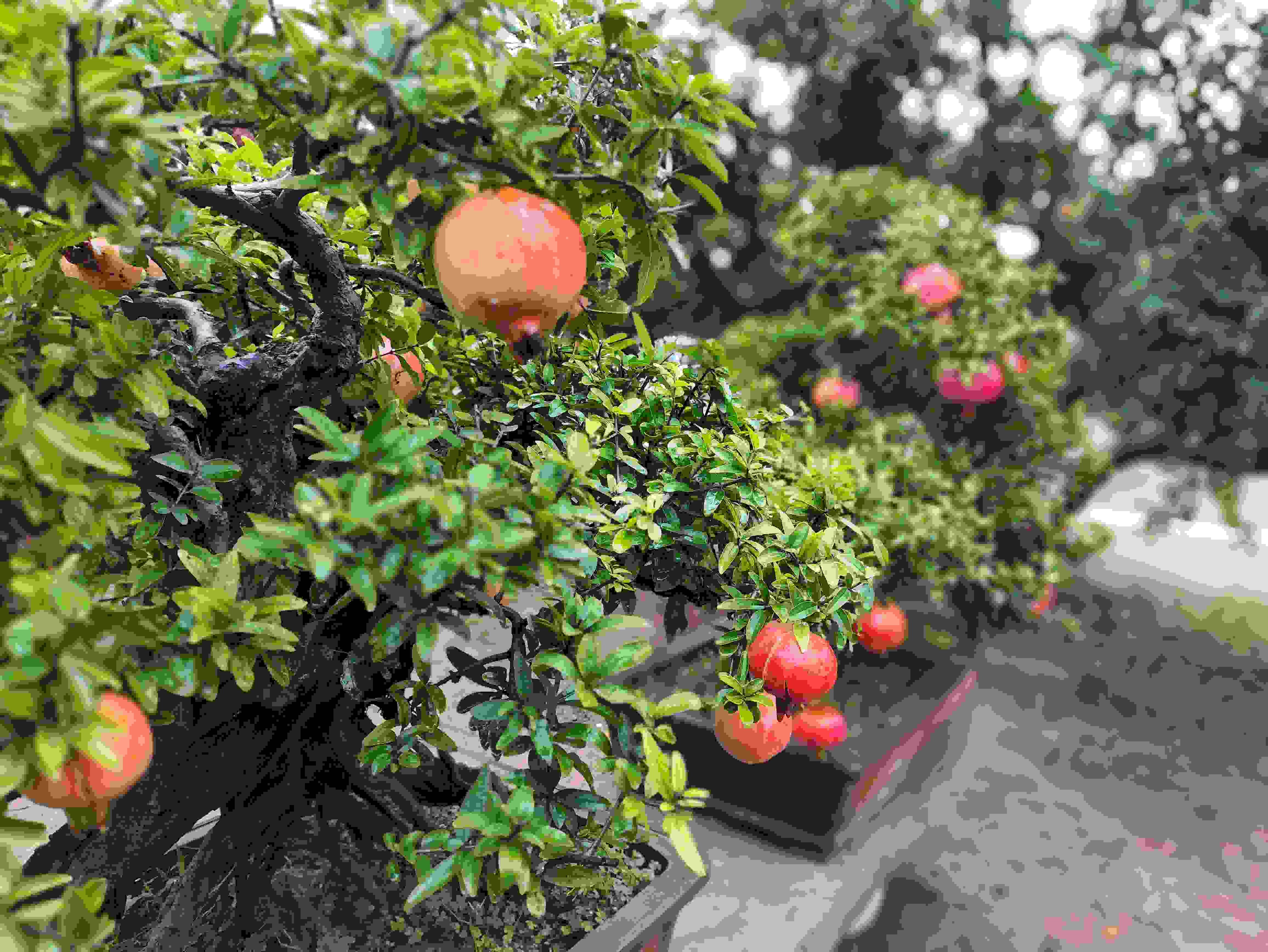 △石榴的發(fā)展帶動了當?shù)厥衽杈爱a業(yè)。（總臺央視記者鐘信偉拍攝）